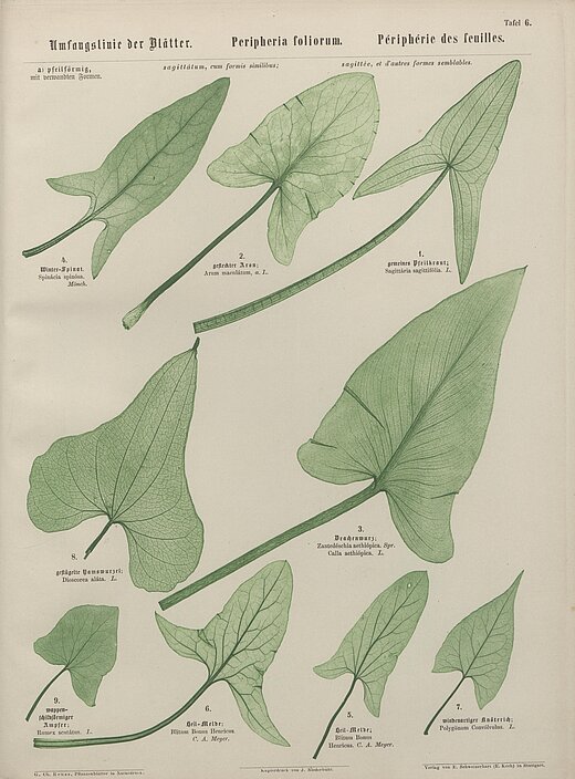 Pflanzenblätter in Naturdruck mit der botanischen Kunstsprache für die Blattform: Umfangslinie der Blätter